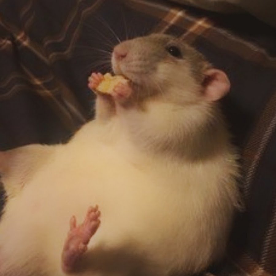 Толстая крыса