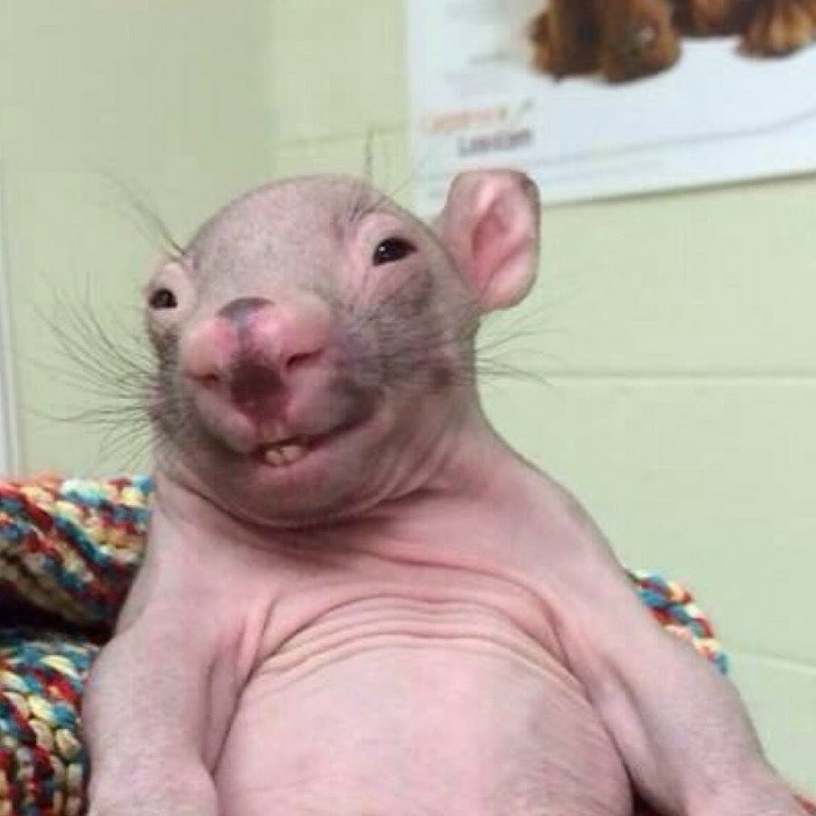 Вомбат улыбается лысый