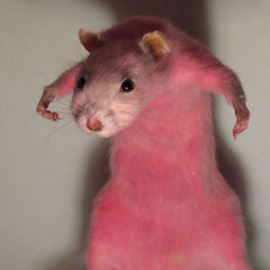 Розовая крыса фото