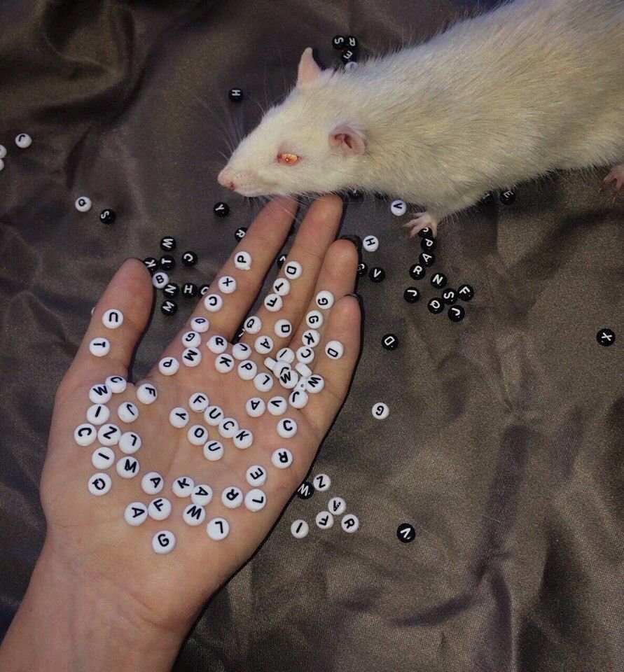 Крысы Эстетика