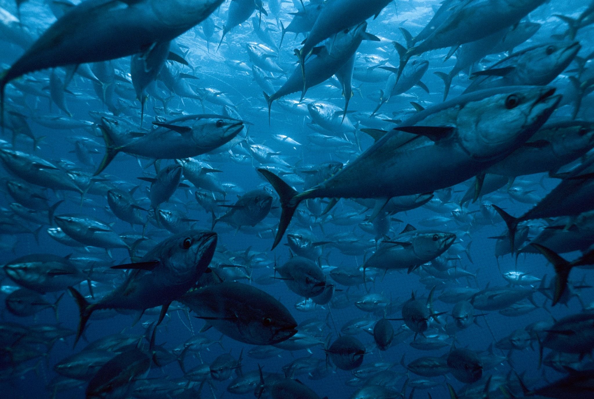 В африке живут рыбы. Тунец рыба. Тихоокеанский голубой тунец. Тихоокеанский голубой тунец тунцы. Тунец индийского океана.