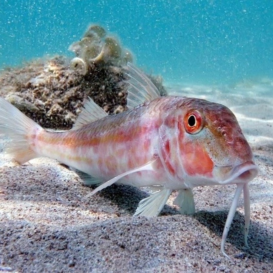 Черноморская рыба реклама