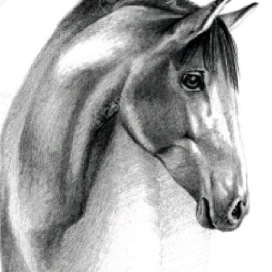 Лошадь фото рисунок