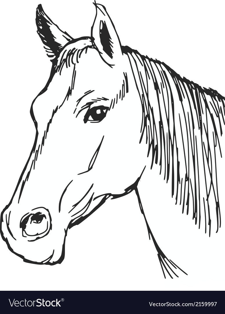 Нарисованный макет лошадиной головы