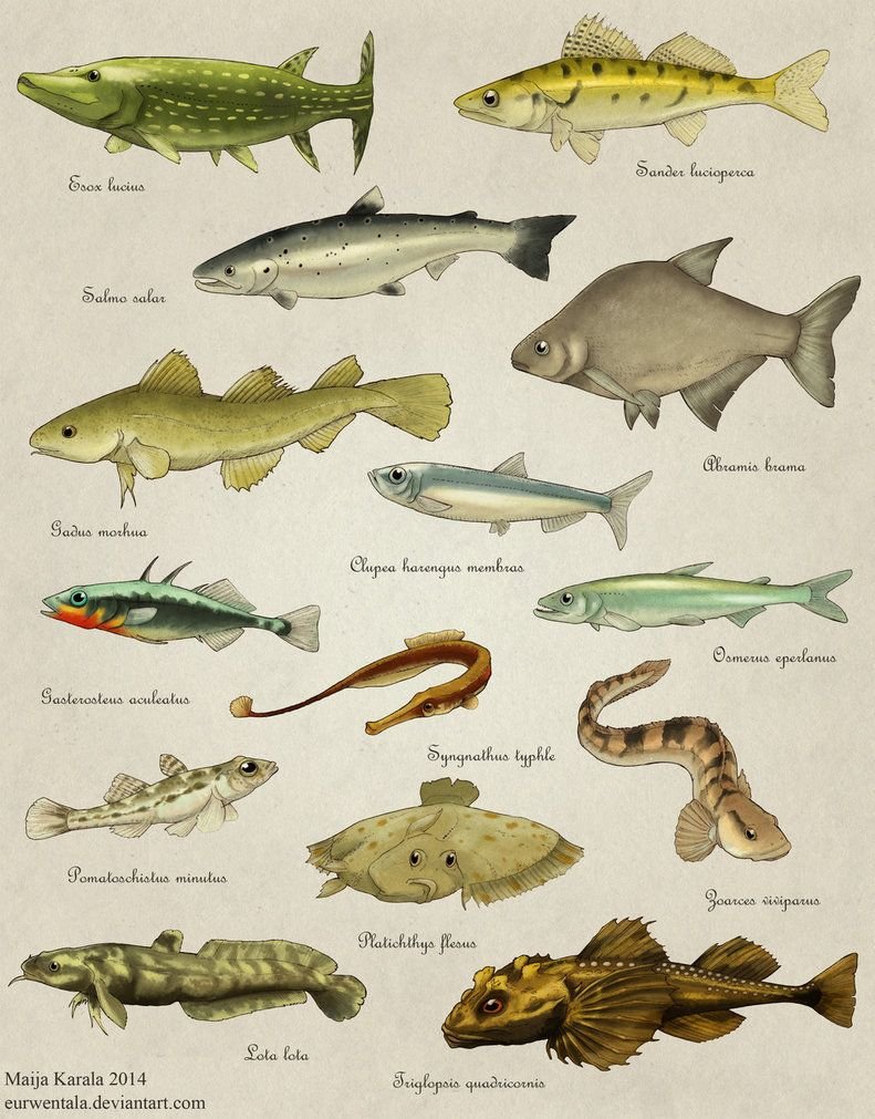 Промысловые рыбы Баренцева моря