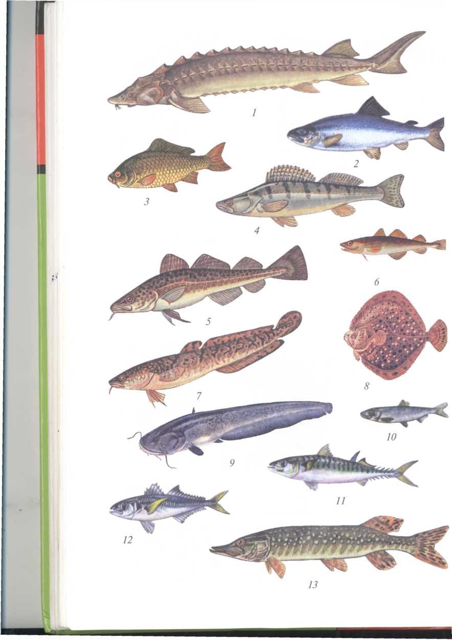 Промысловые рыбы