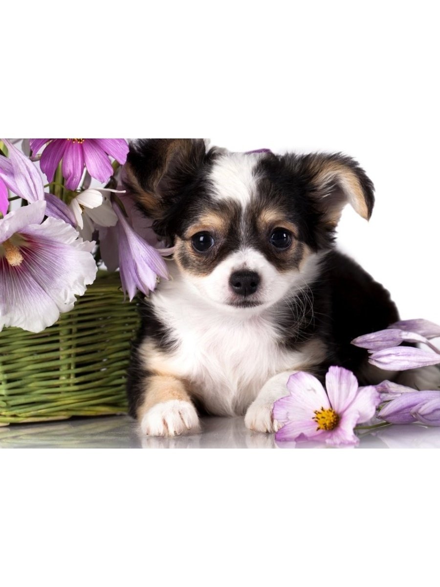 Добрые пожелания с собачками