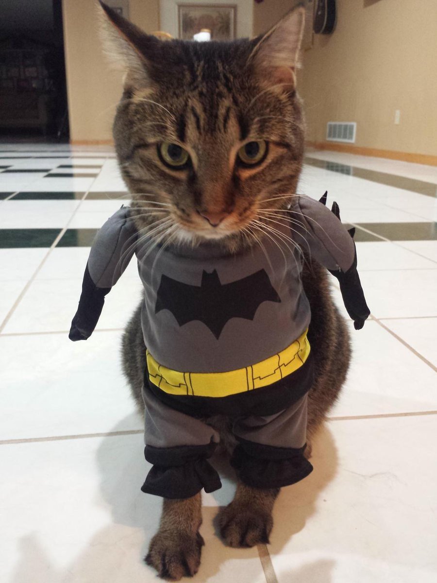 Кот в костюме
