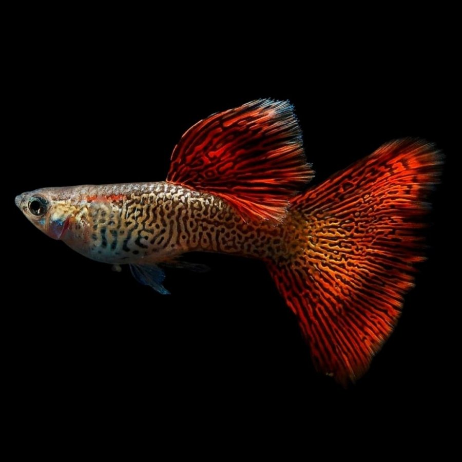 Гуппи красный неон