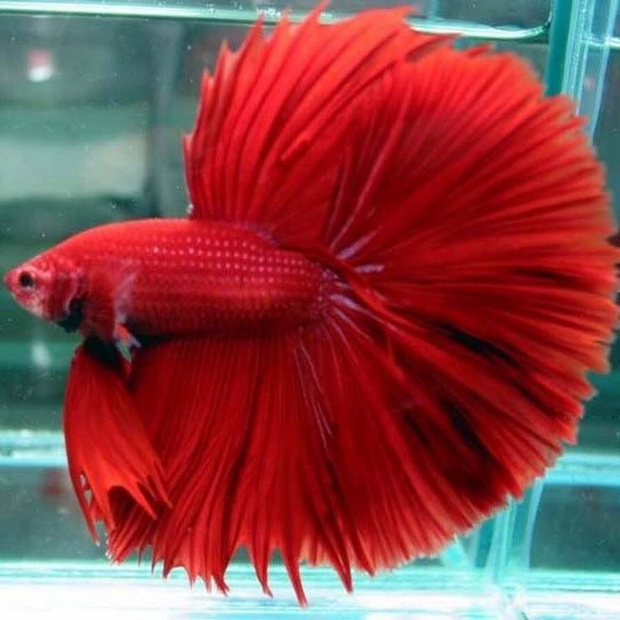 Рыбка петушок красный самка