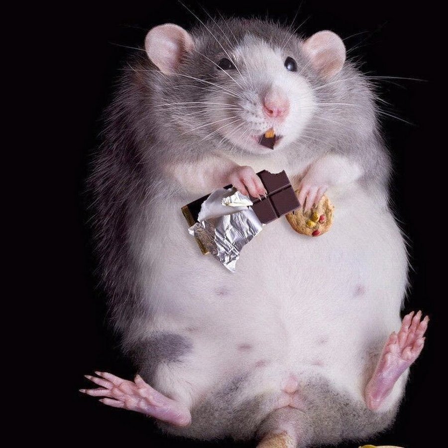 Хомяк с шоколадкой