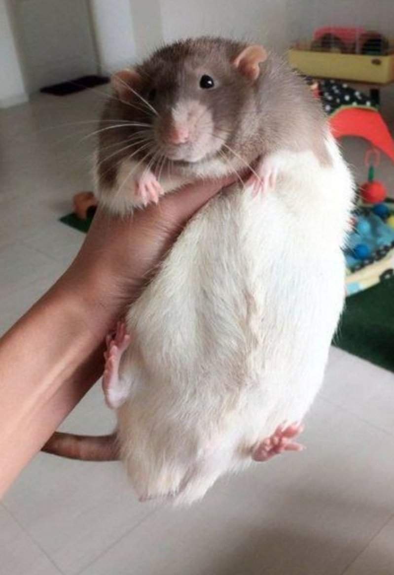 Крыса с челкой