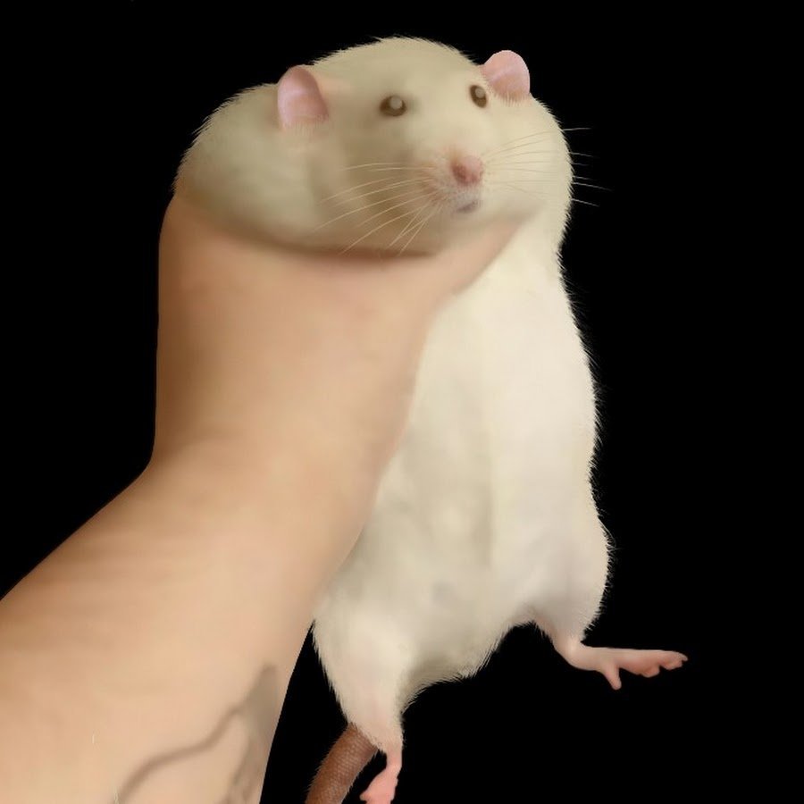 Фото толстой крысы