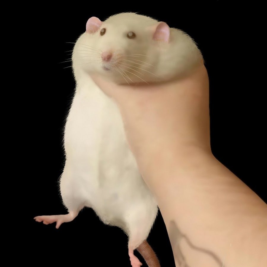 Хомяк в руке