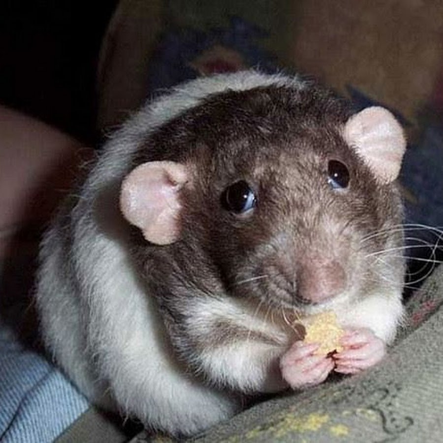 Грустная крыса