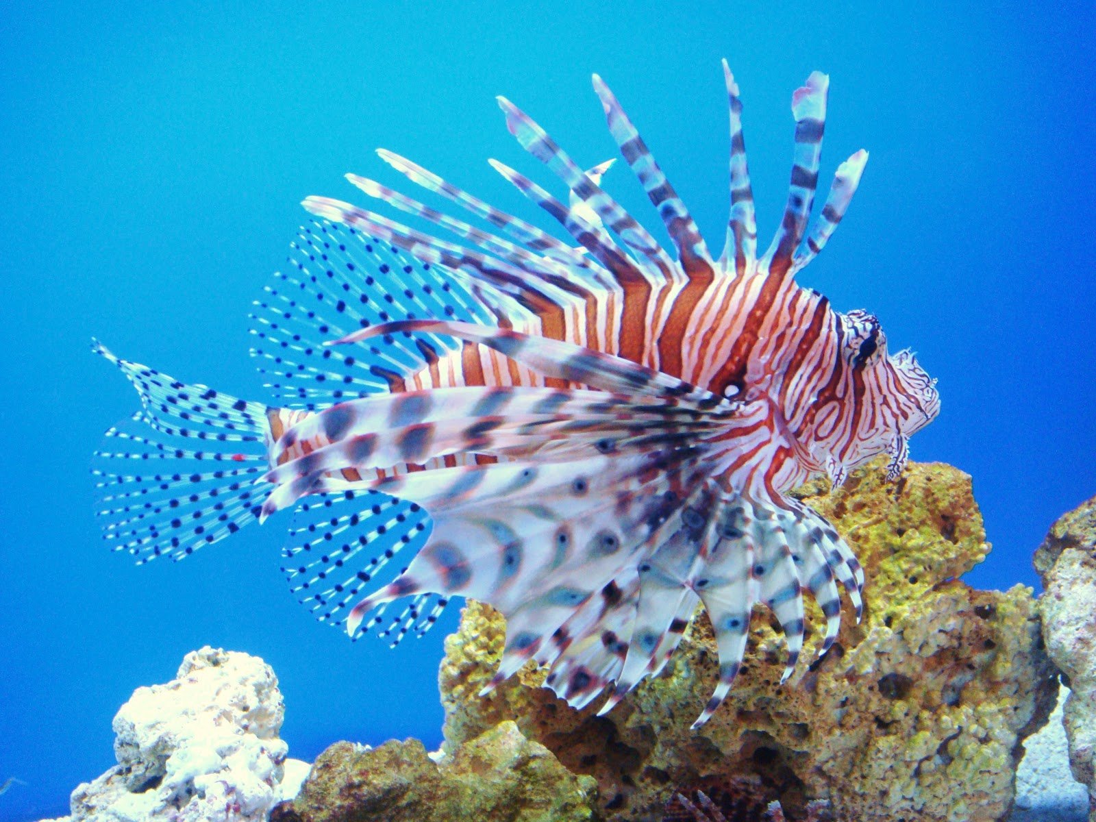 Коралловые обитатели