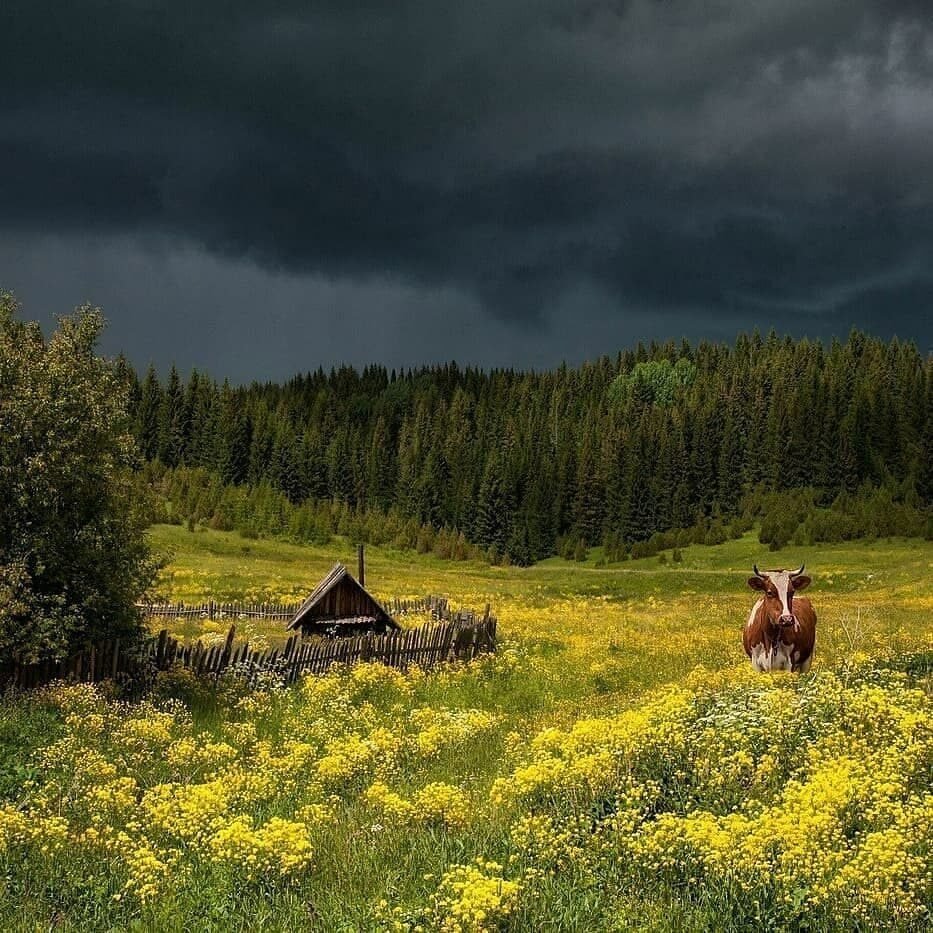 Природа в деревне летом картинки красивые