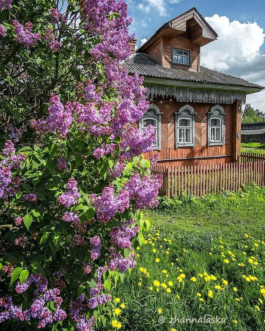 Домик с сиренью в деревне