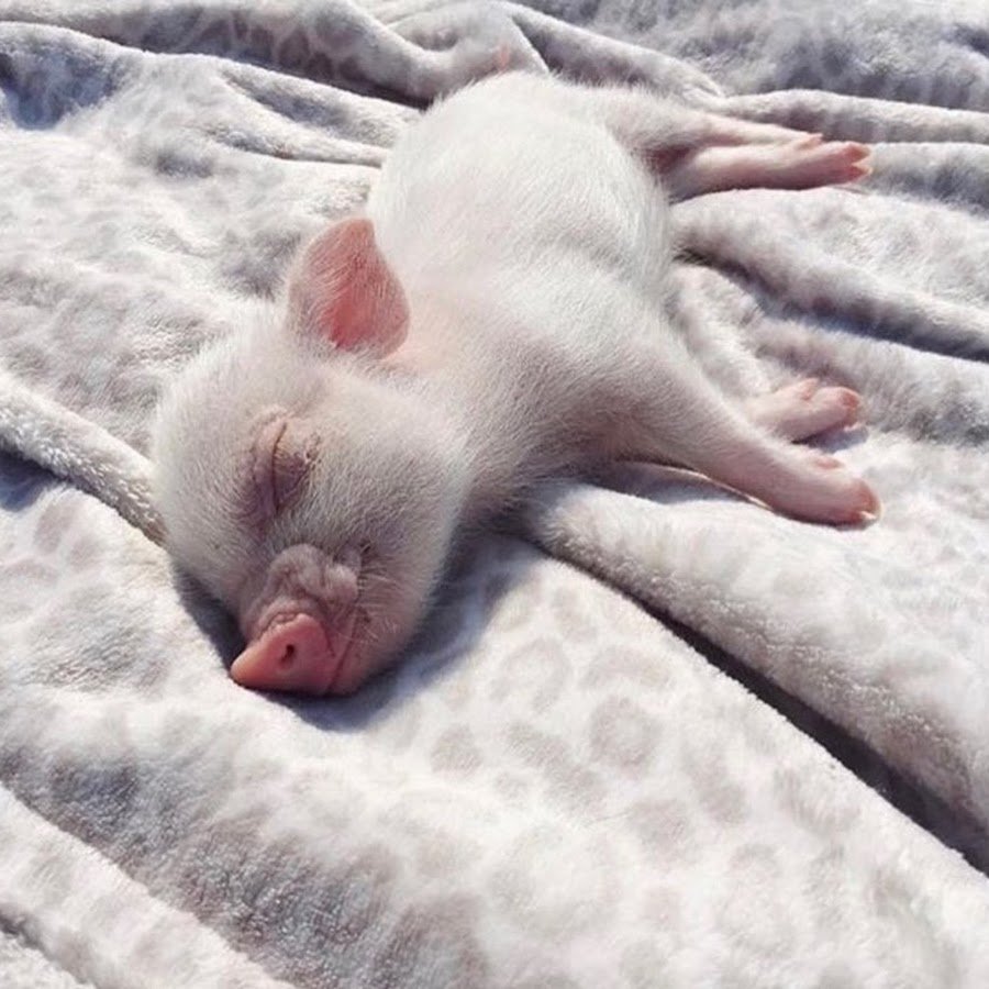 Сладкий сон хрюк