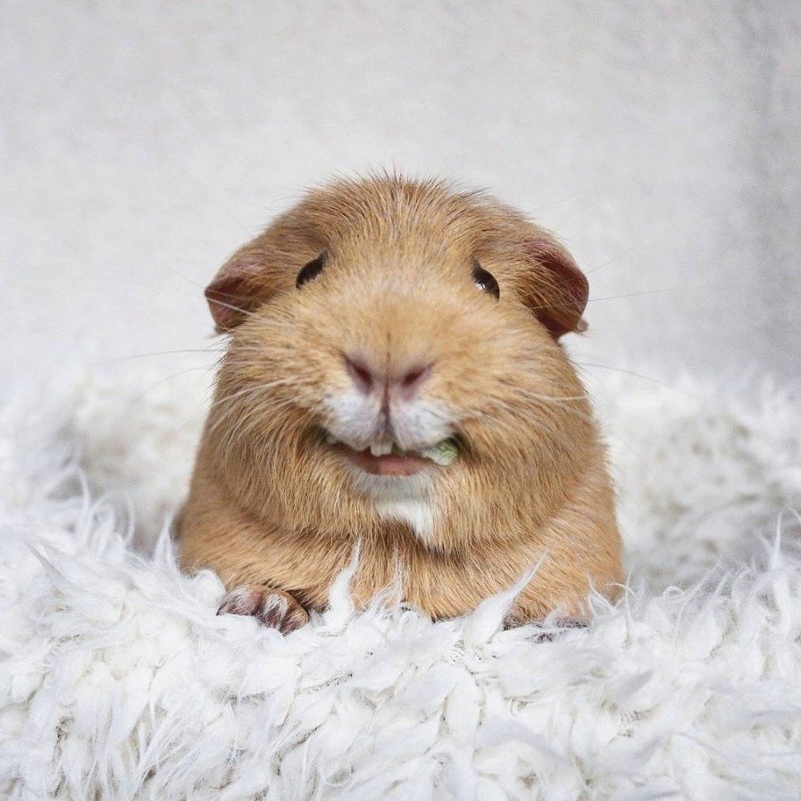 Морские свинки