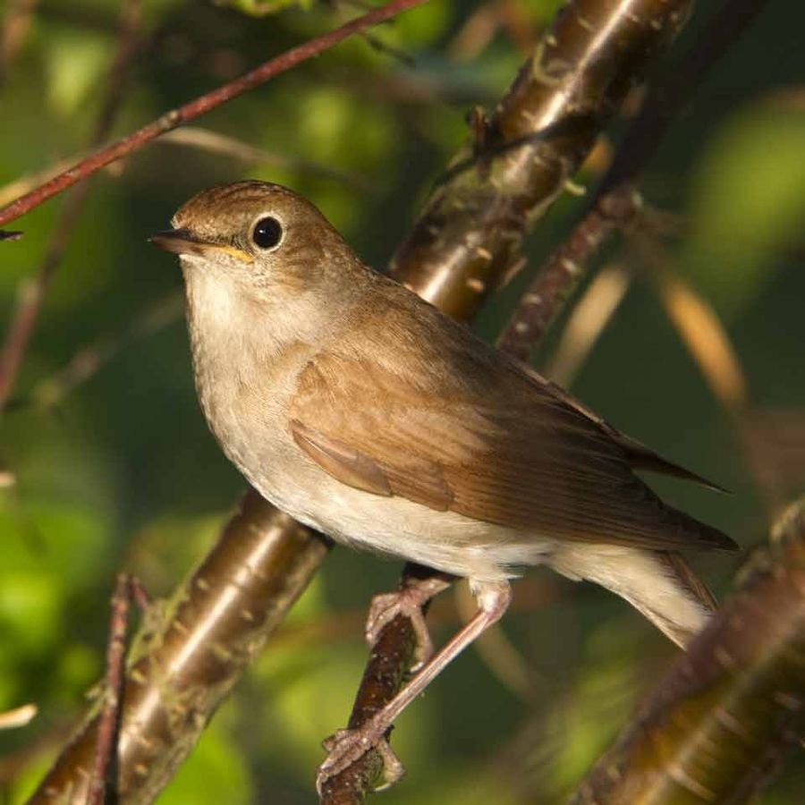 Маленькая птичка издающая щелкающие звуки