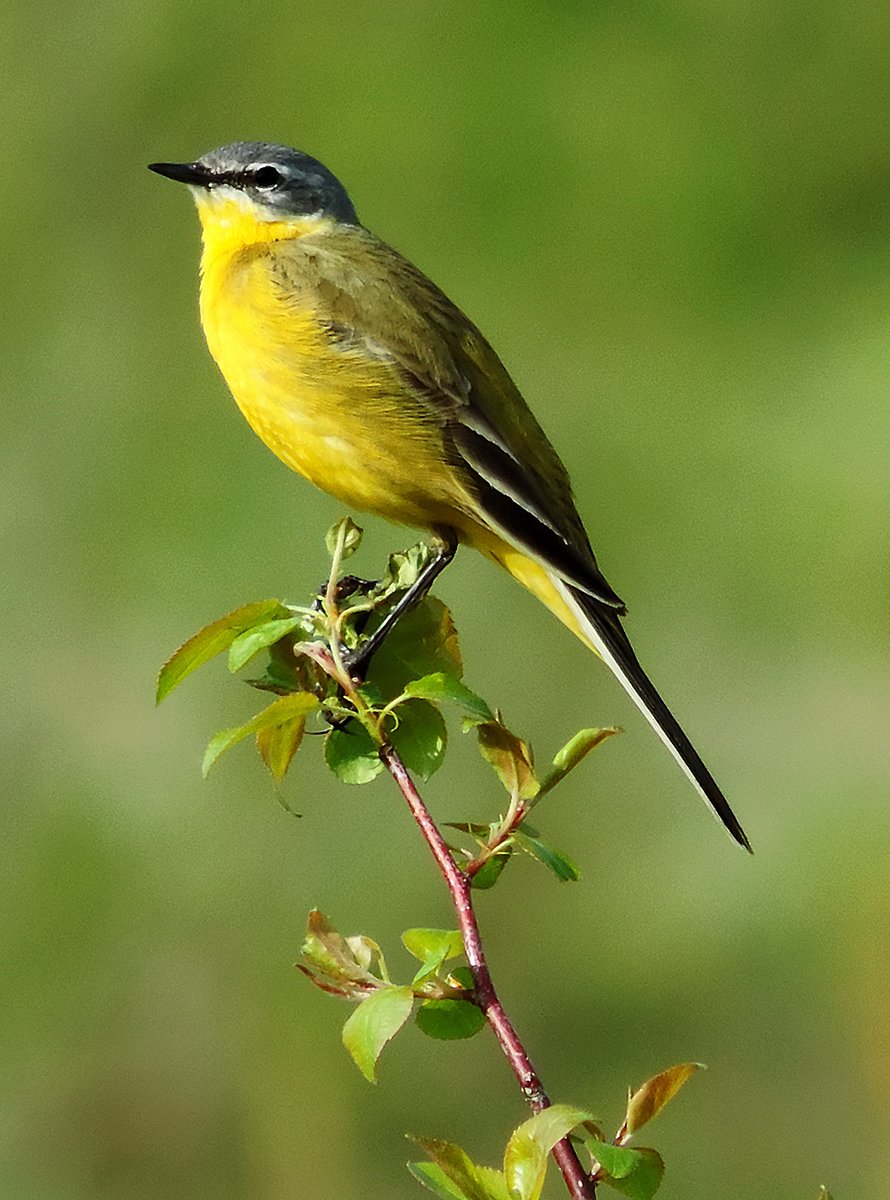 Желтая трясогузка