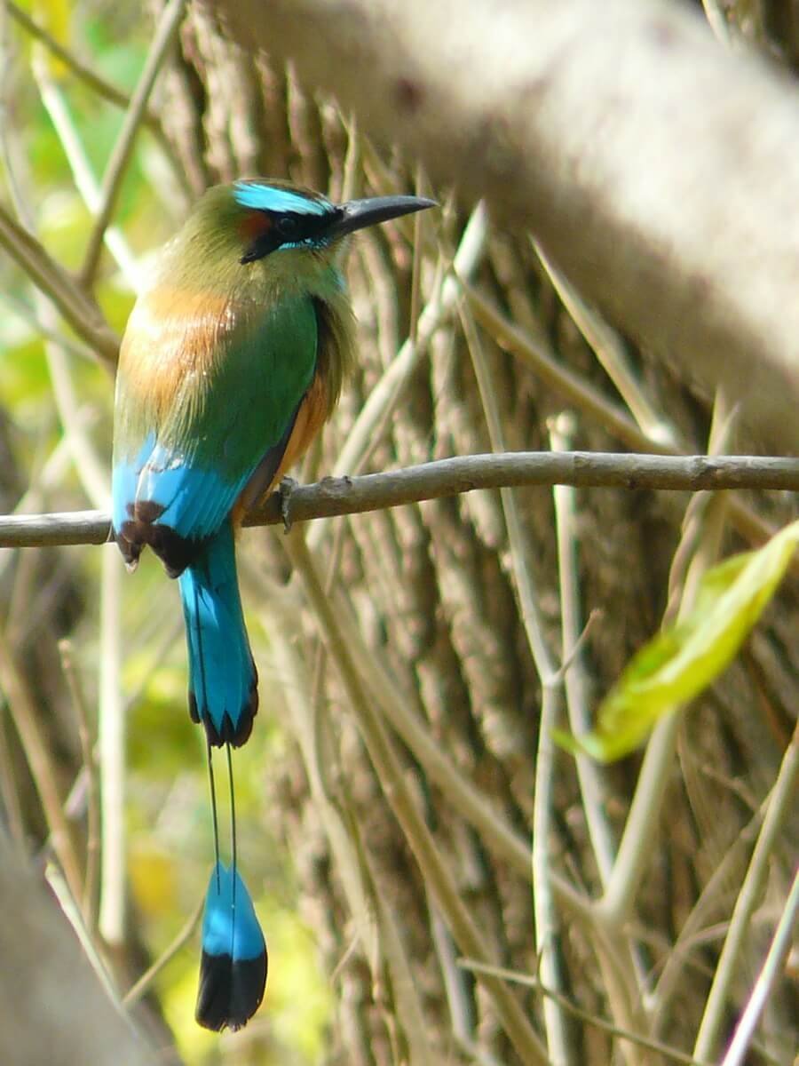 Птица с длинным хвостом