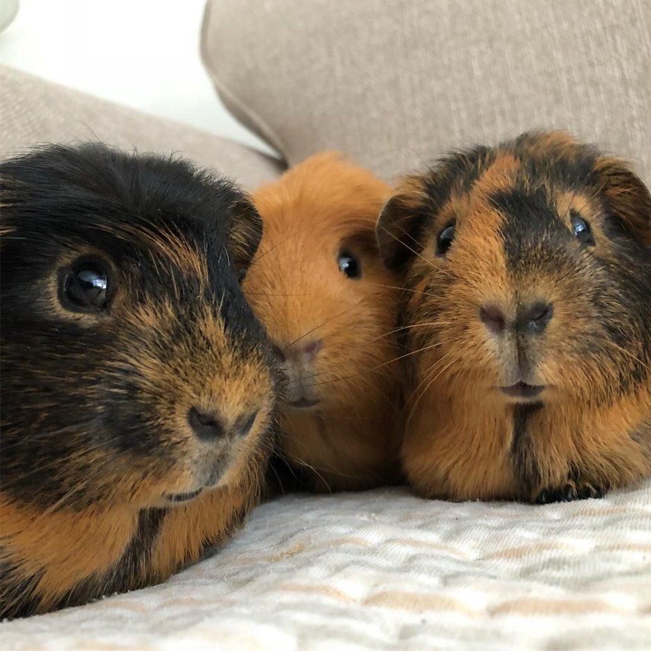 Вислоухая морская Свинка