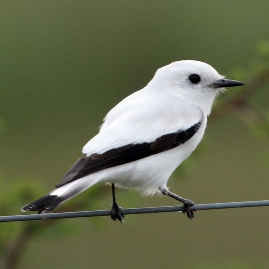 Птица с белой каемкой на хвосте