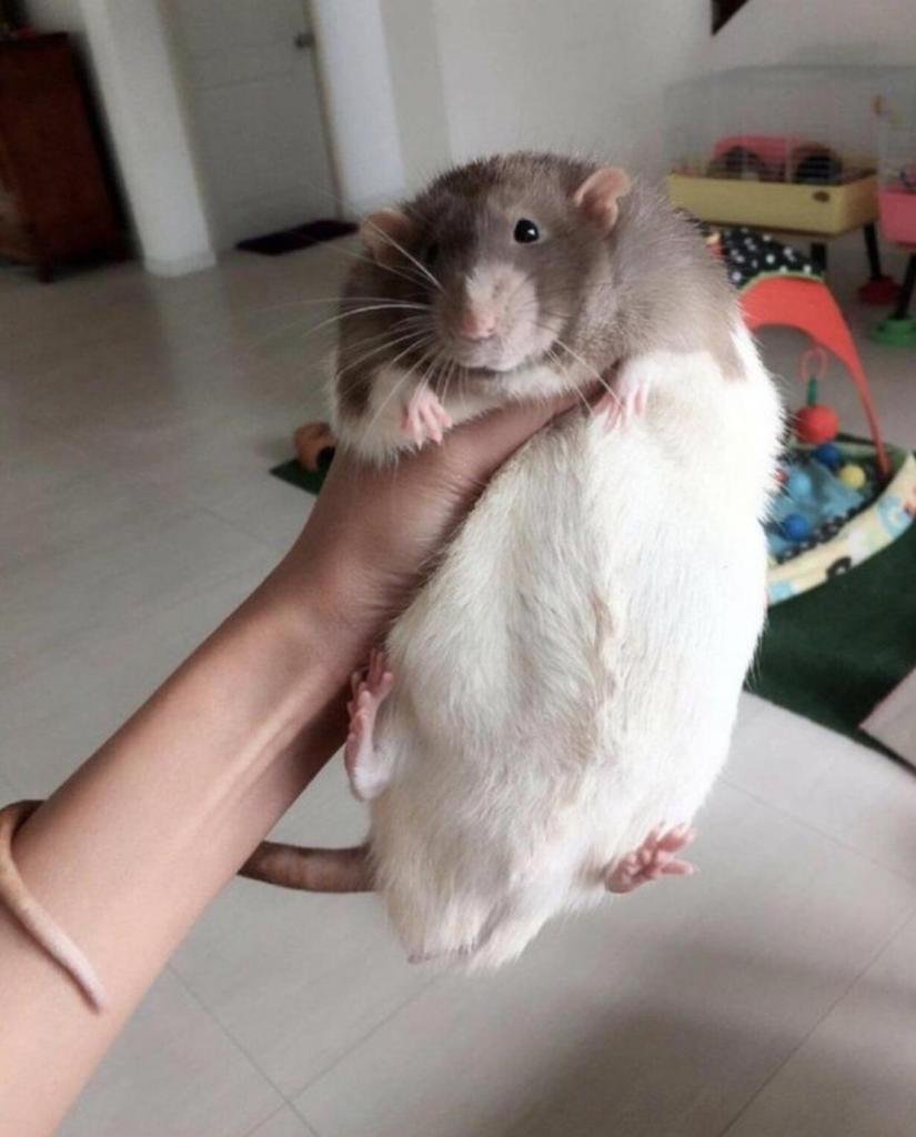 Крысы Дамбо взрослые