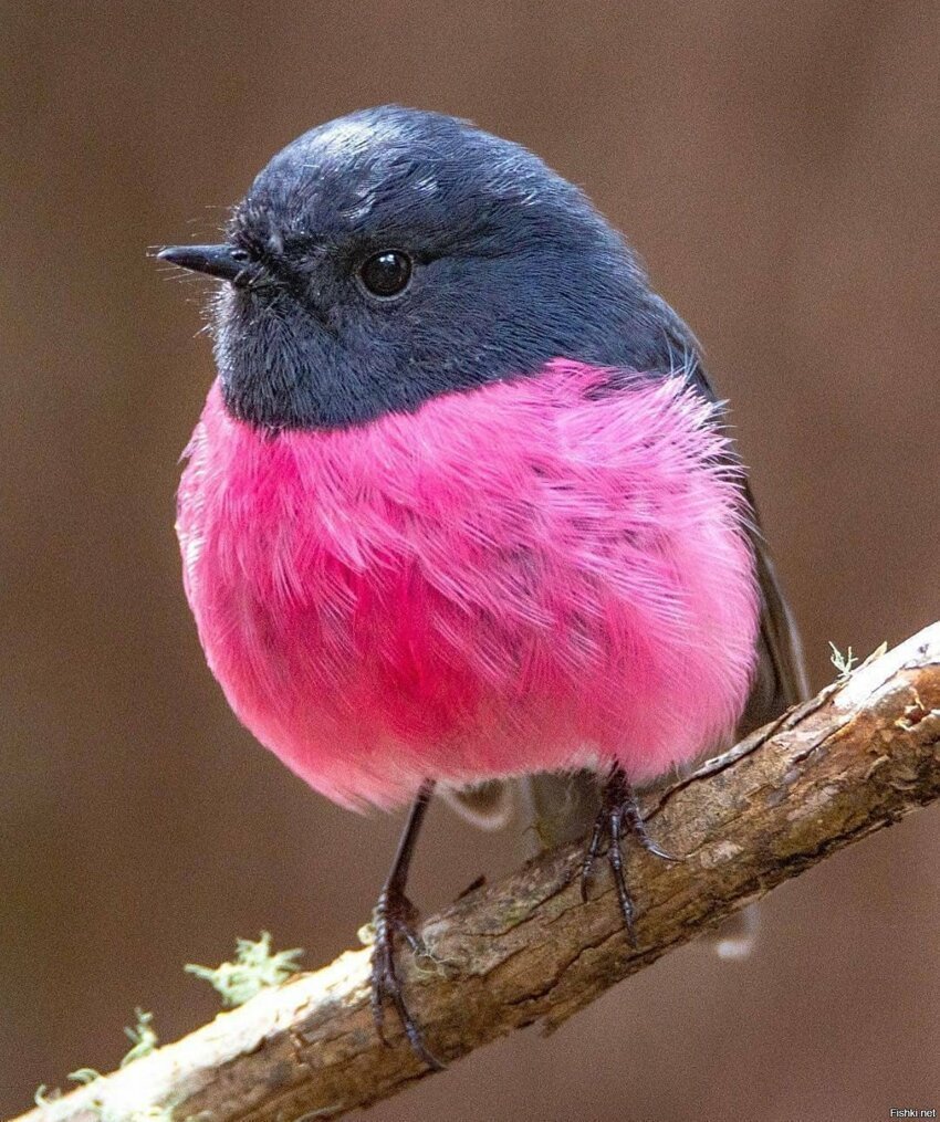 Petroica rodinogaster