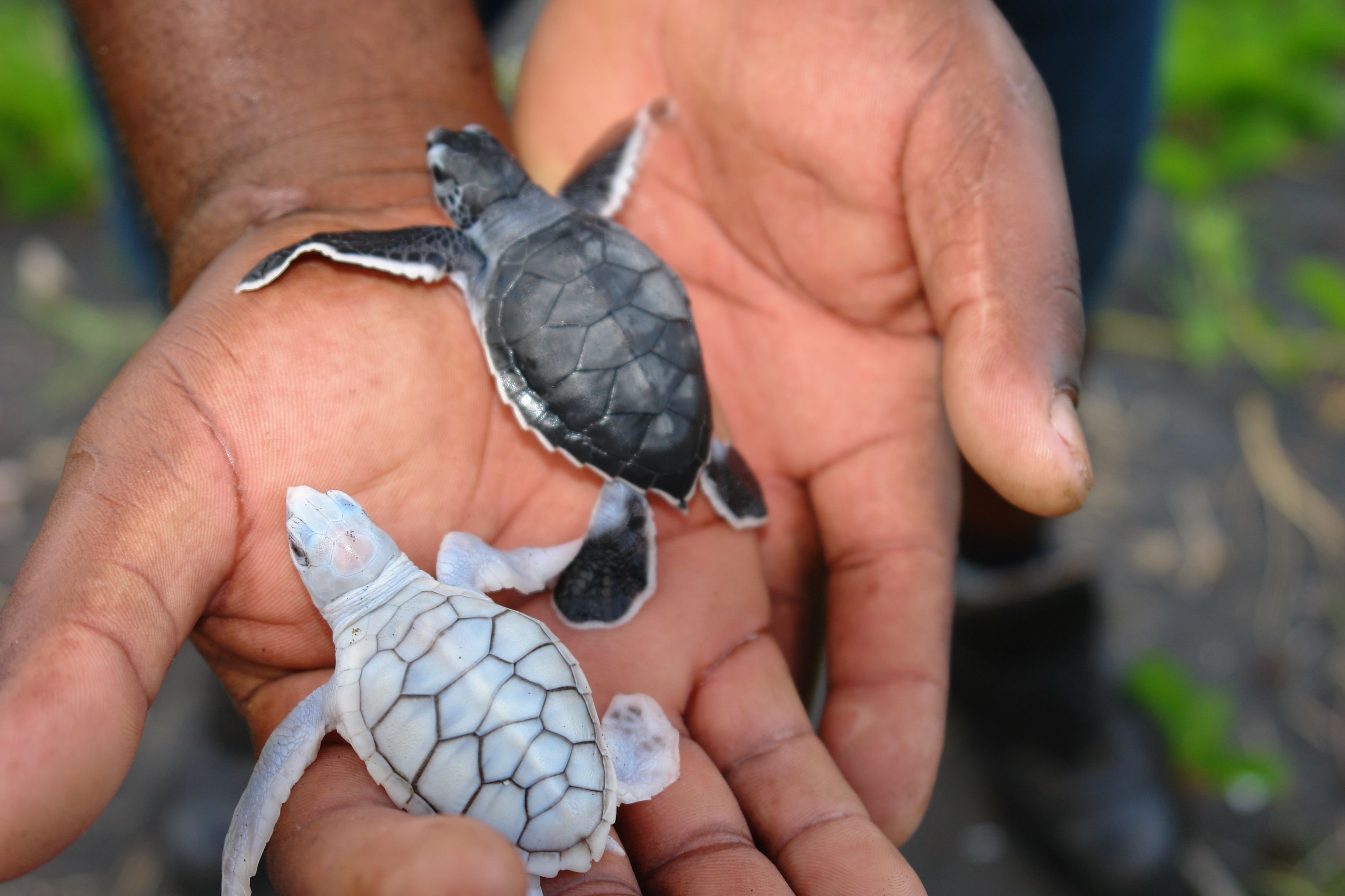 Малыш черепахи. Морские Черепашата. Морская черепаха и Черепашата. Маленькие Черепашата. Детеныш морской черепахи.