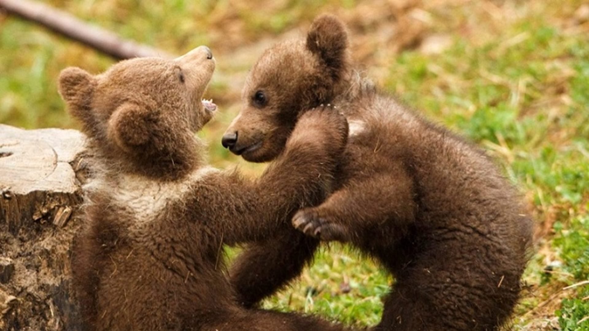 Игра маленькие мишки. Два медвежонка. Маленький Медвежонок. Медведица с медвежатами. Медвежата фото.