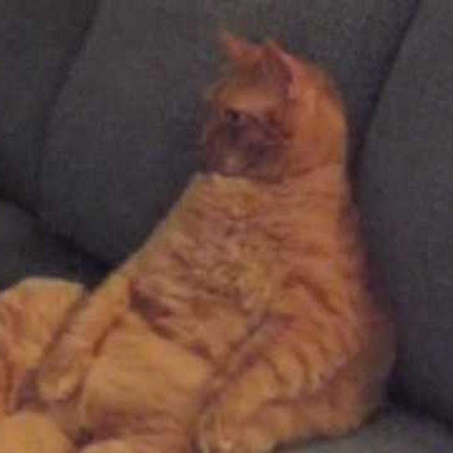 Гарфилд в реальной жизни