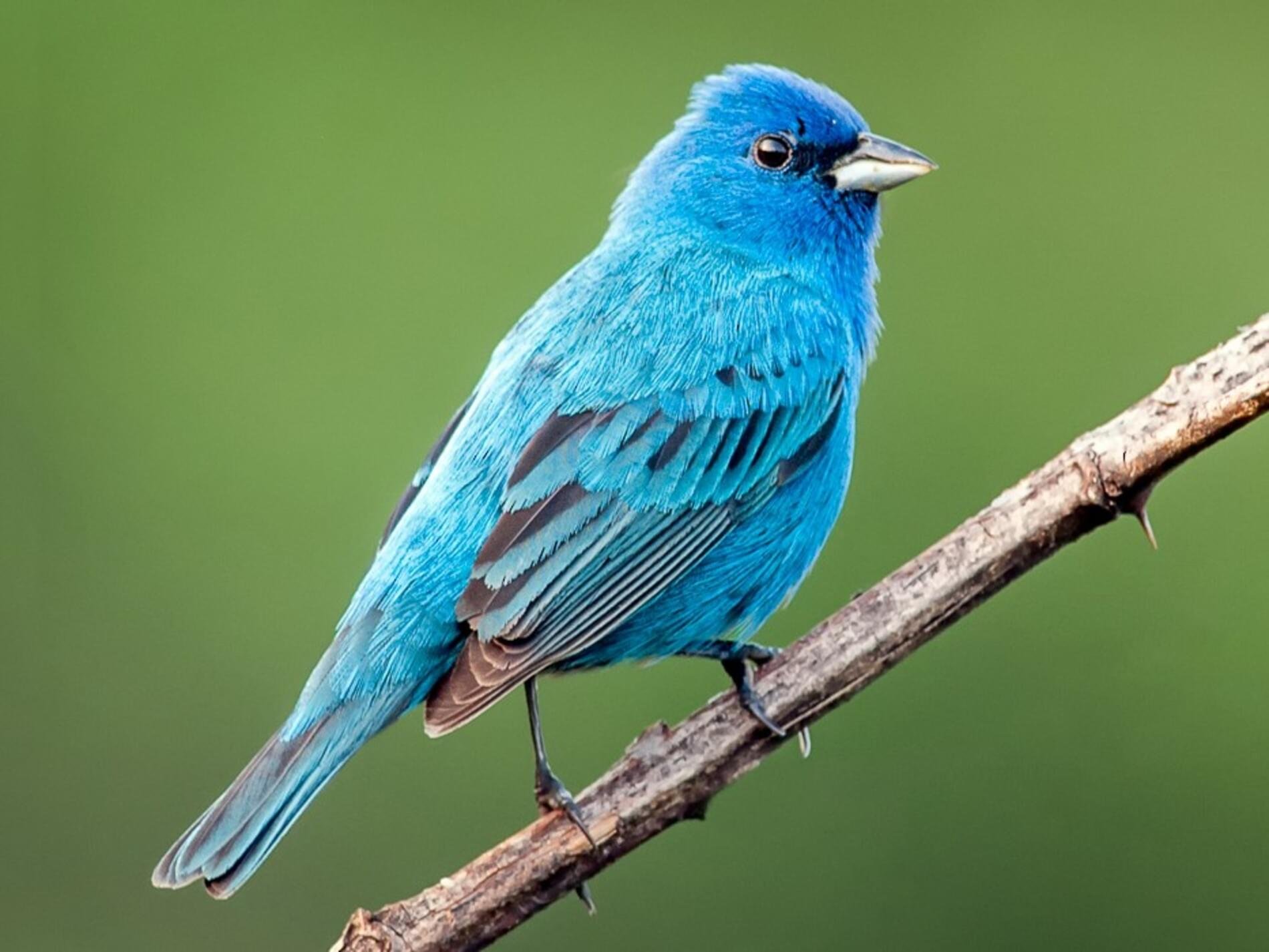 Бирюзовый овсянковый Кардинал. Синяя птица орнитология. Синяя птичка. Птица синего цвета.