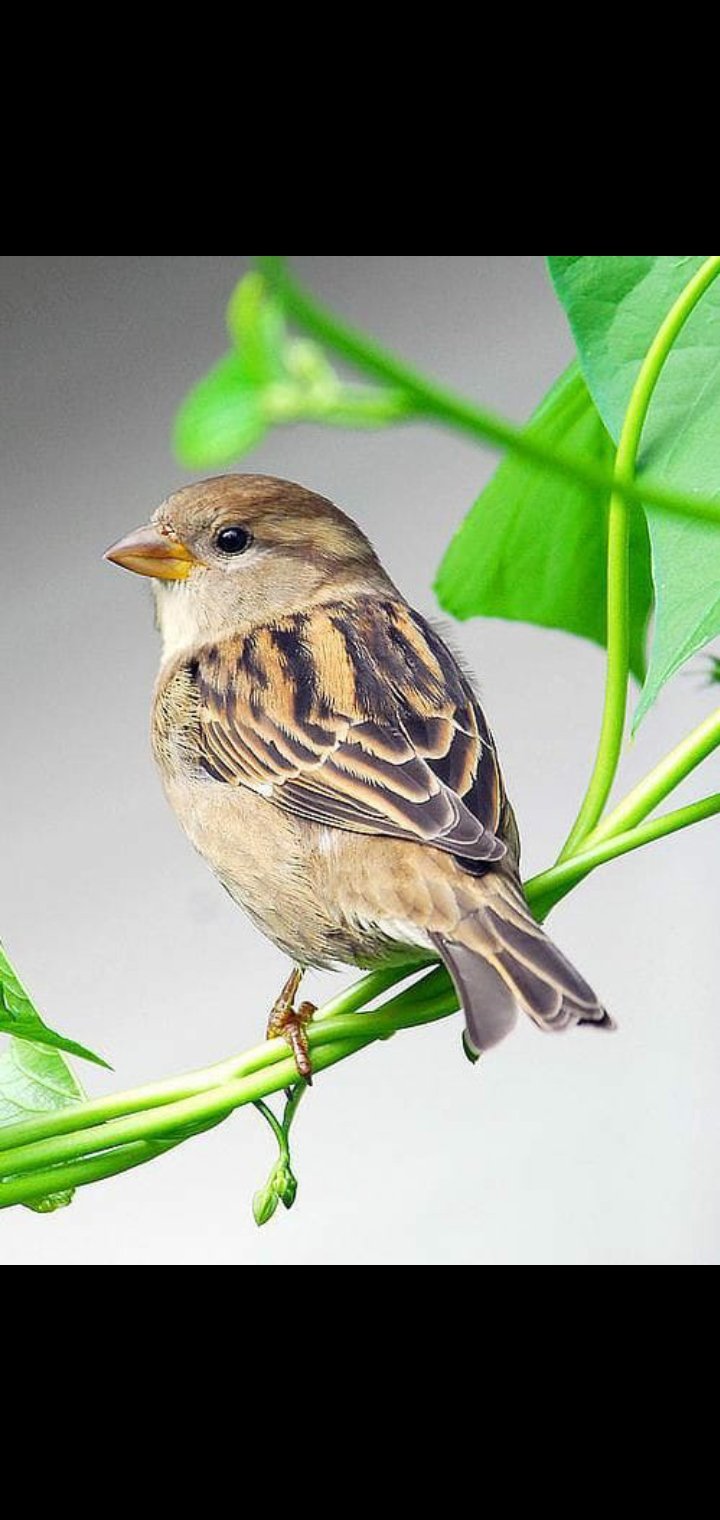 Птица размером с воробья