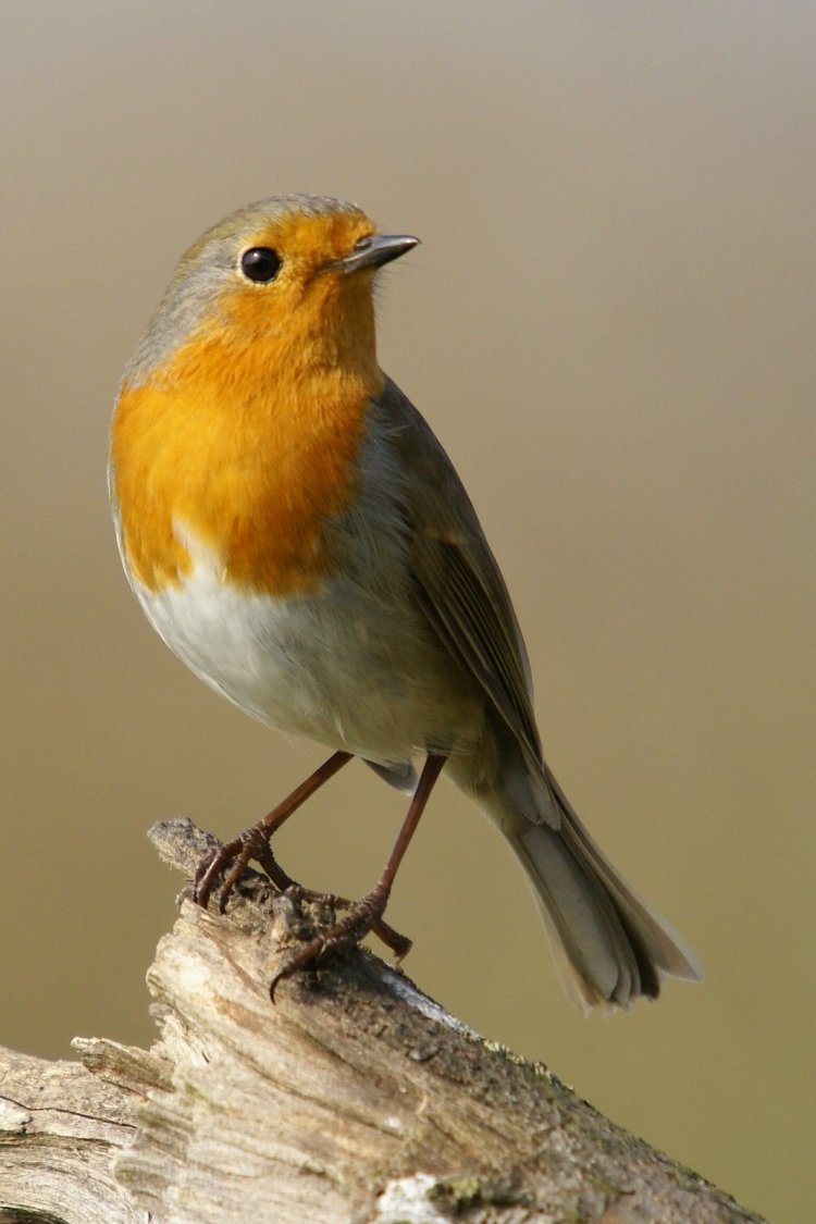 Птица с оранжевой грудкой