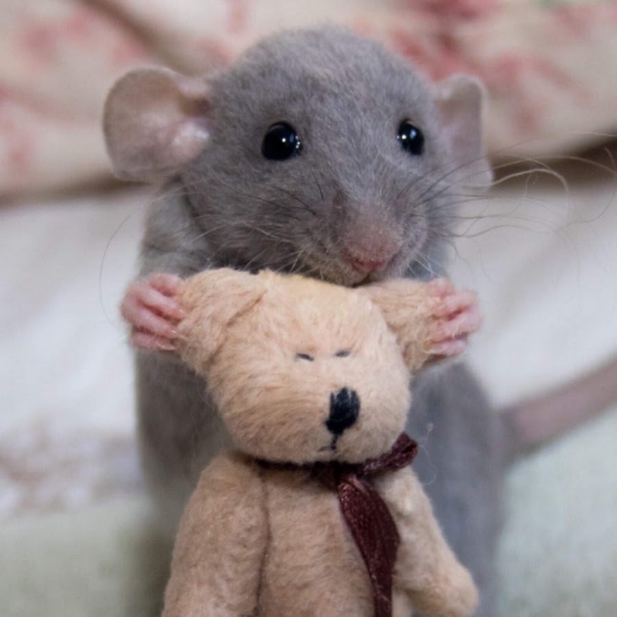 Крысы дамбо черные фото