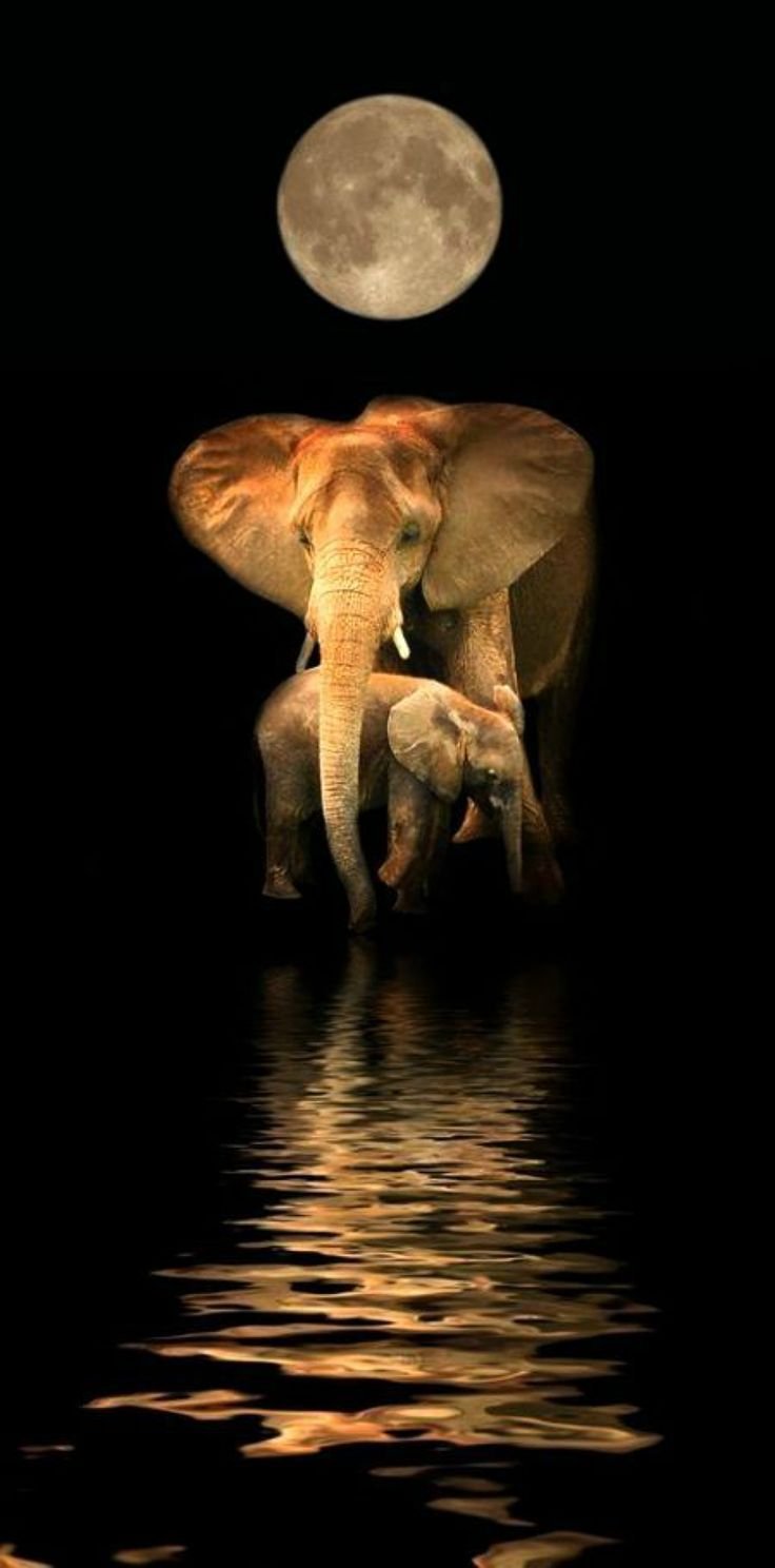 Слоны ночью