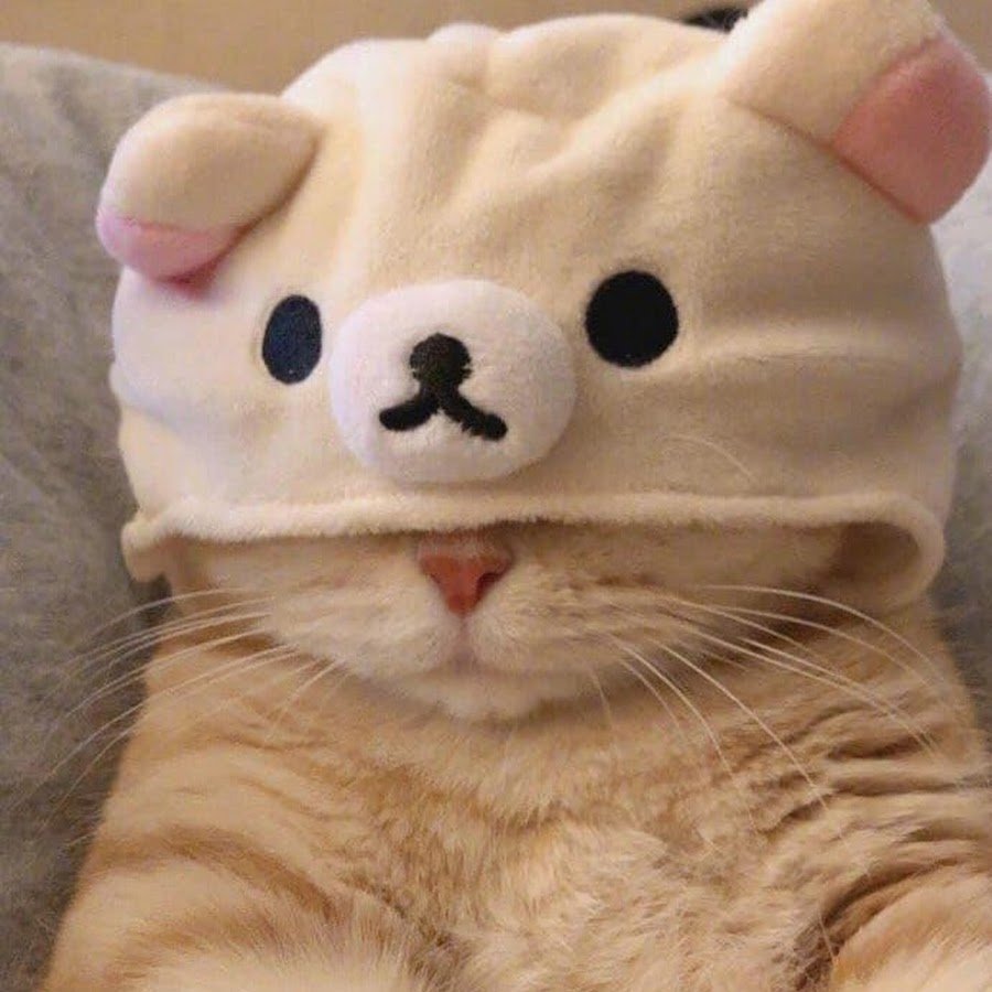 Милые котики в шапочках