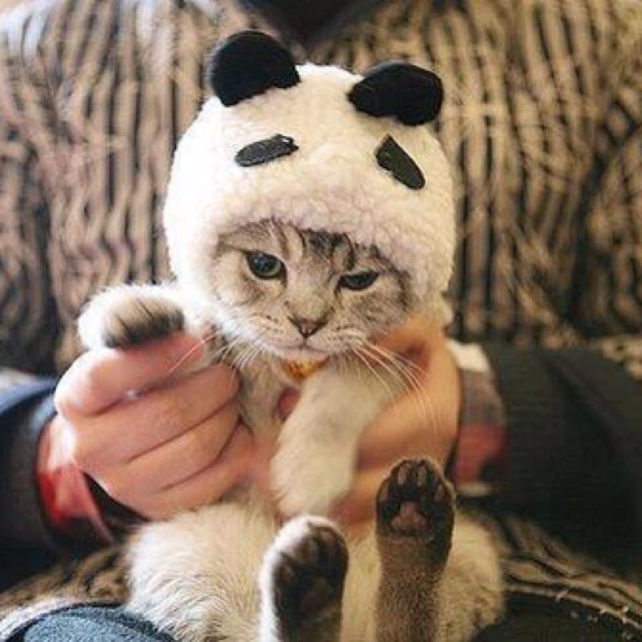 Кот классный на аву