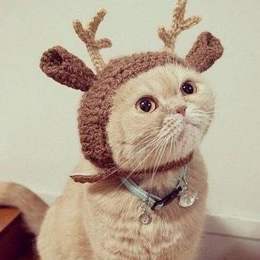 Кот с рогами оленя
