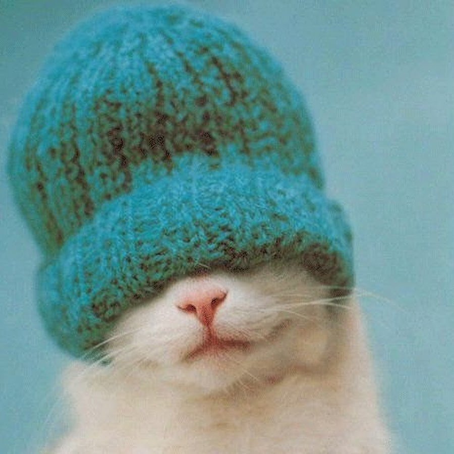 Котик в зимней шапке