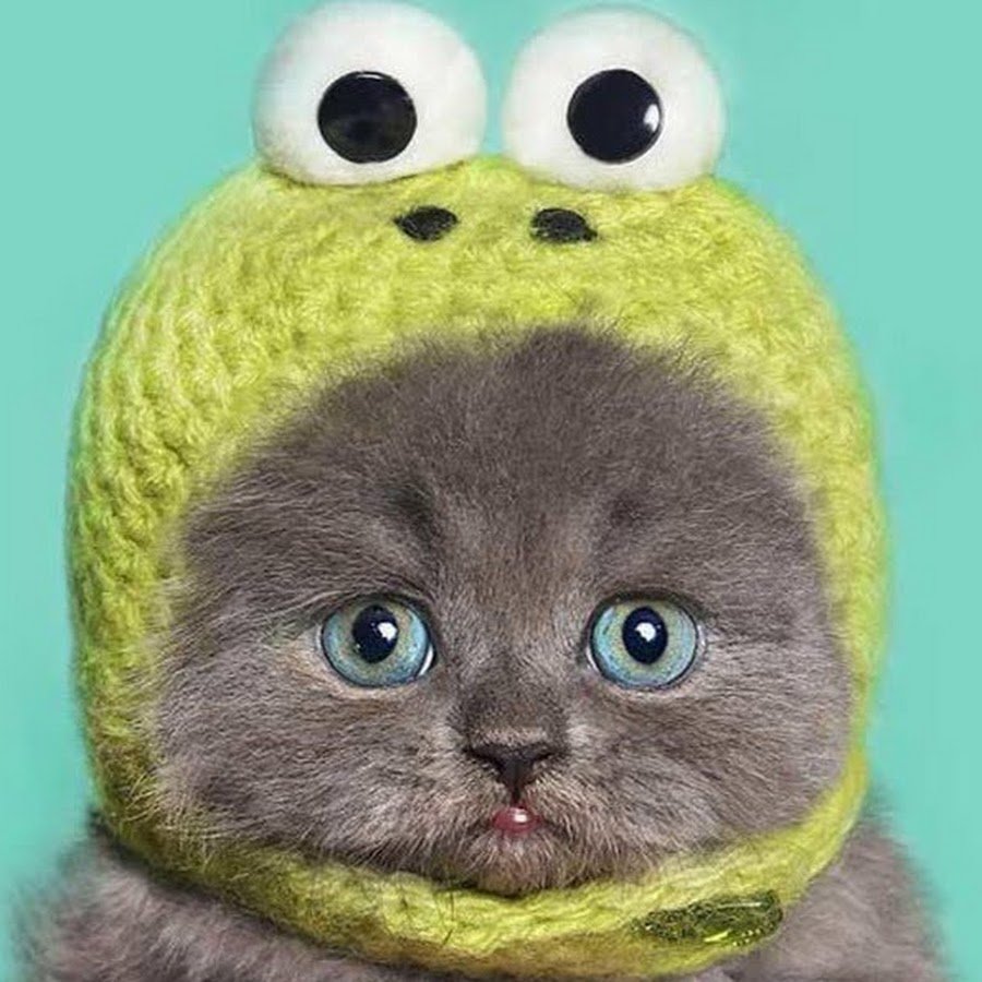 Кот в шапке