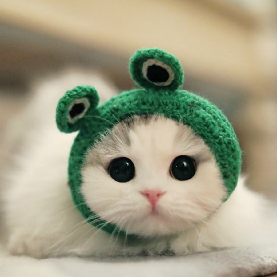 Милые котики в шапочках