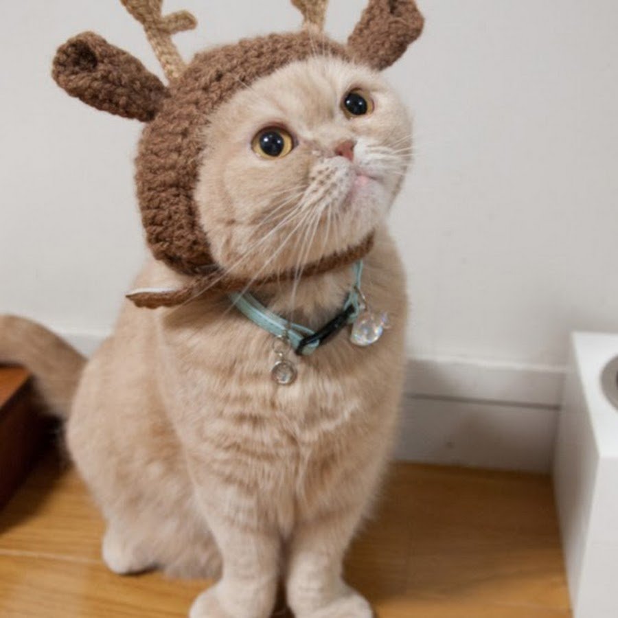 Кот с оленьими рогами