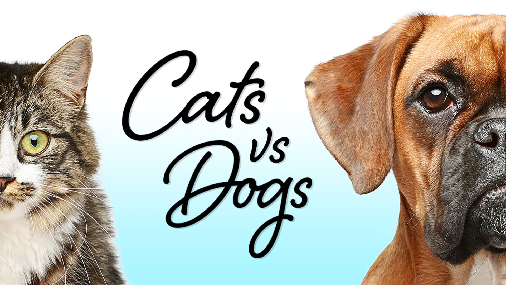 Cat in a dogs world. Собачки и кошечки. Кошки против собак. Кошка vs собака. Надпись собака.