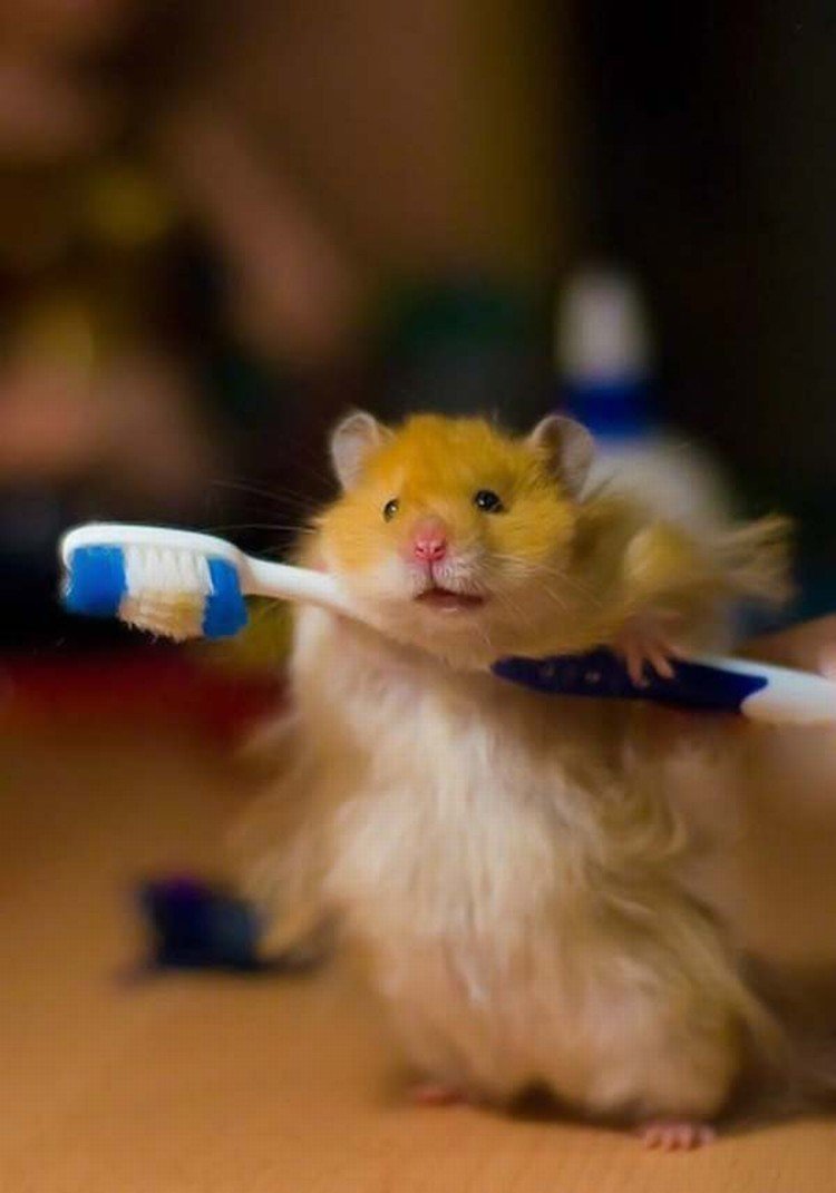 Доброе утро хомяк