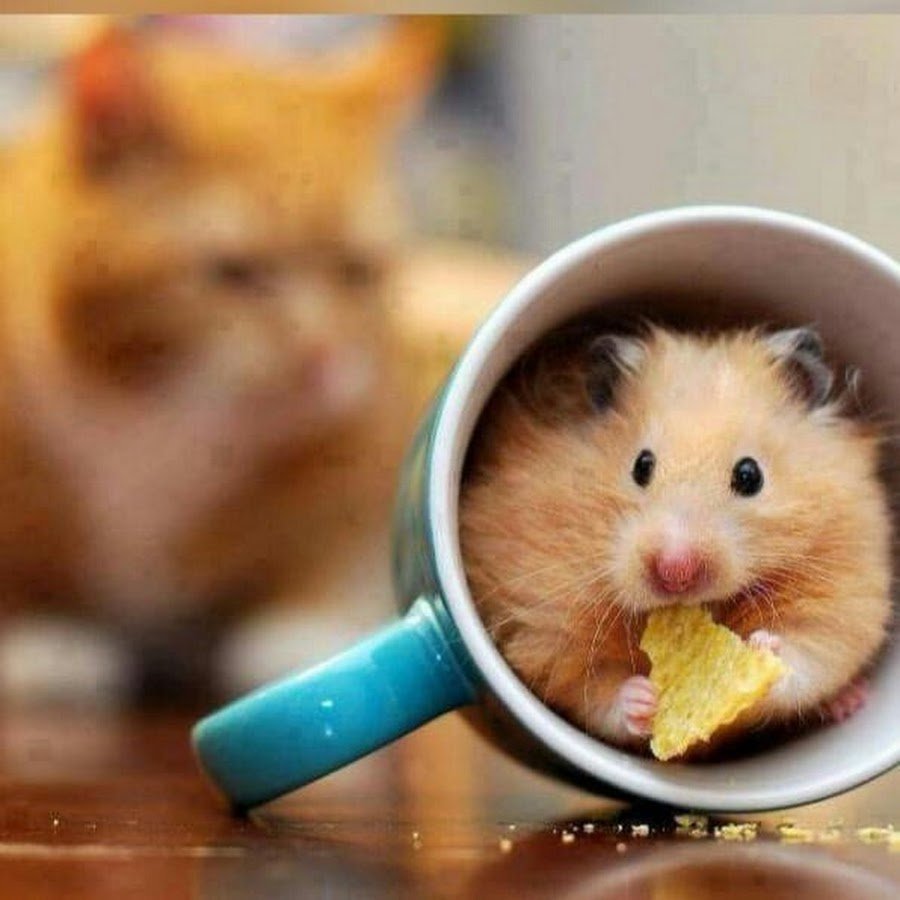 Доброе утро хомячок