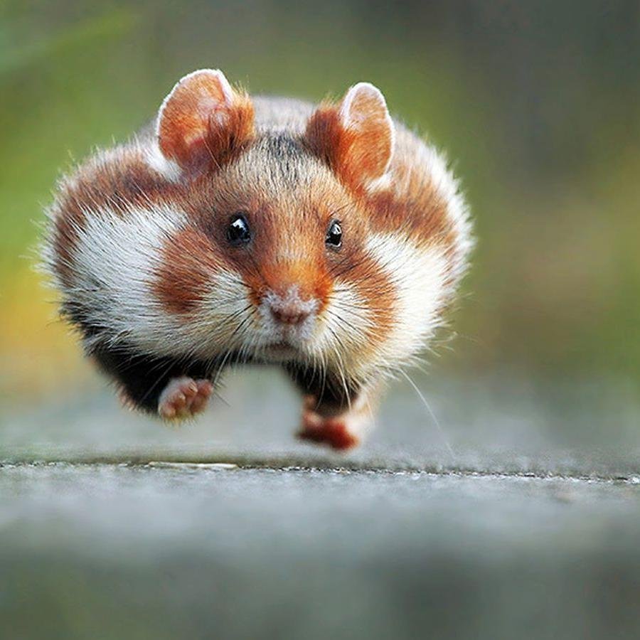 Доброе утро хомячок картинки